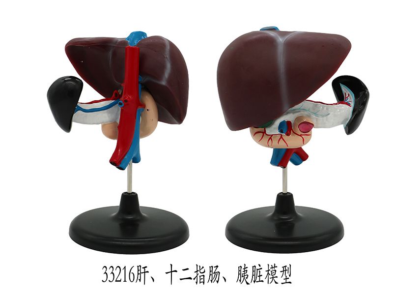 肝、十二指腸、胰臟模型