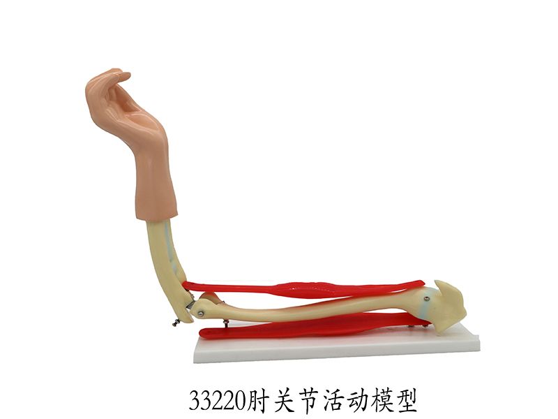 肘關節(jié)活動模型